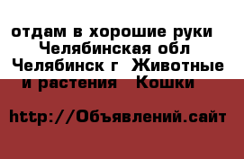 отдам в хорошие руки  - Челябинская обл., Челябинск г. Животные и растения » Кошки   